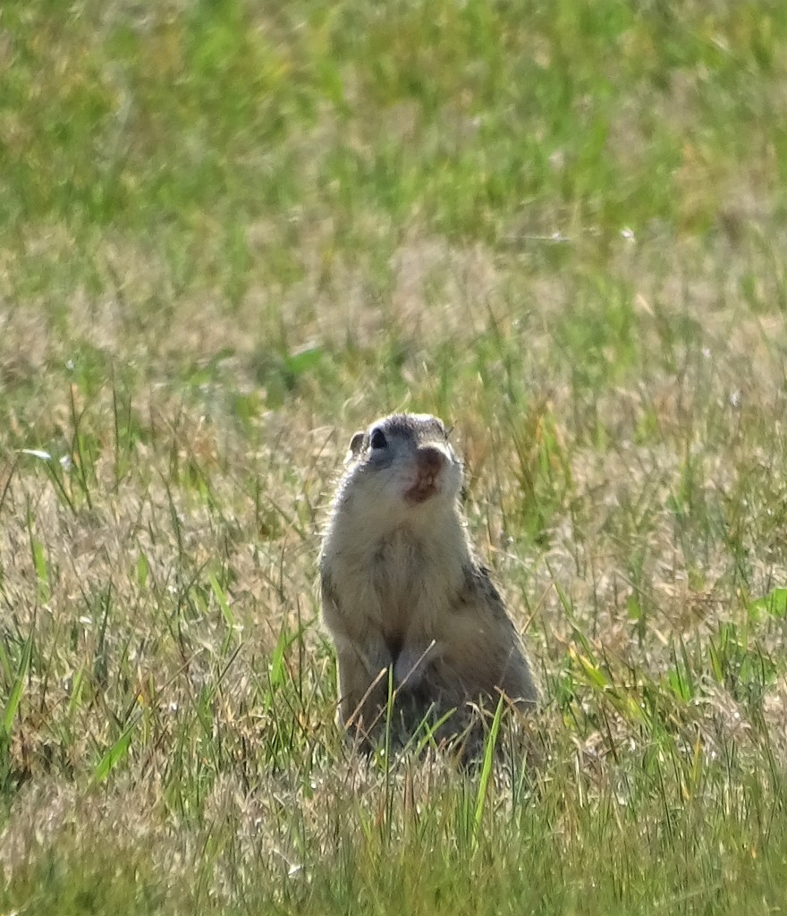 Thirteenlined Ground Squirrel from Fairview Cemetery, Newkirk Rd
