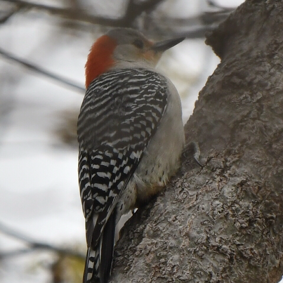 Redbellied Woodpecker from White Lake Hills, Fort Worth, TX, USA on