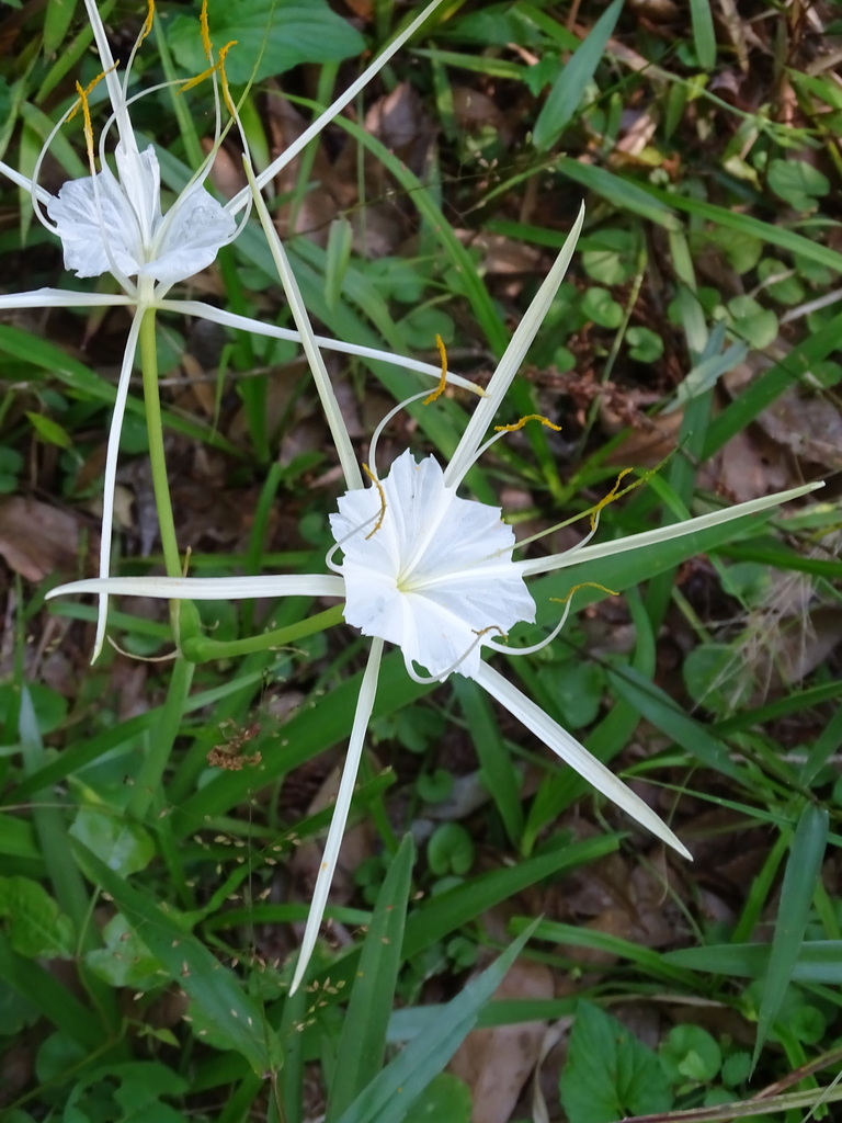 woodland spiderlily from Gainesville, FL, USA on April 4, 2021 at 05