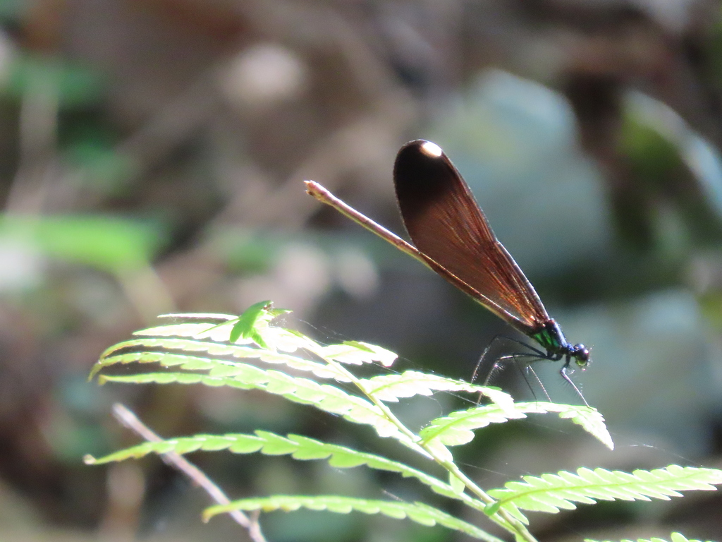 Sparkling Jewelwing from Lochloosa WMA, Hawthorne, Florida on April 4