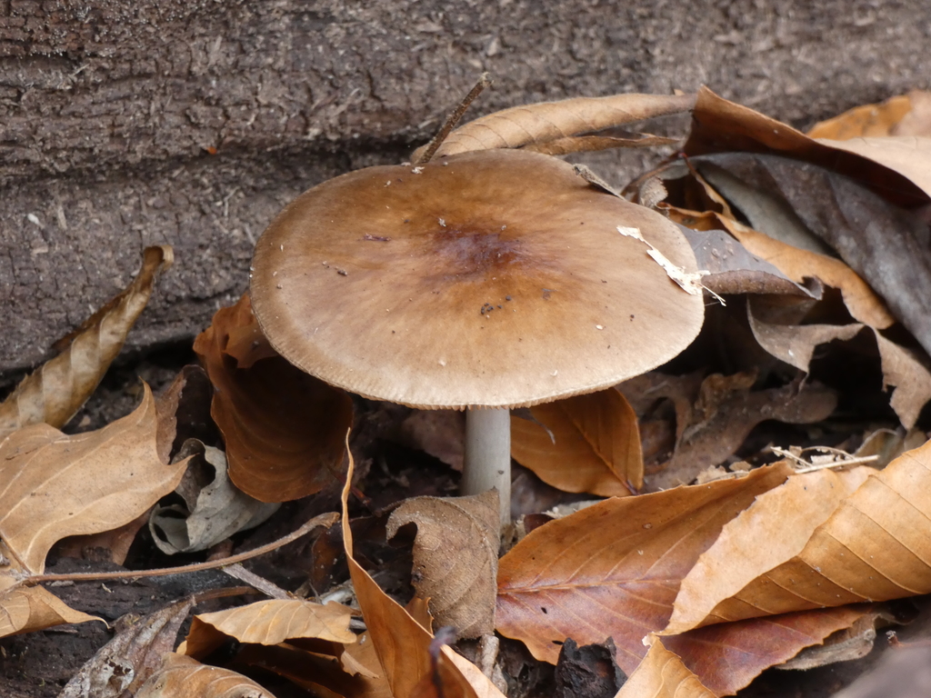 deer mushroom (Field Guide To Edible and Medicinal Mushrooms of Eastern