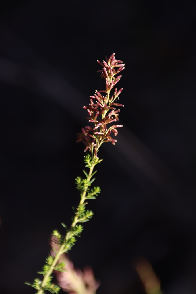 Sifton Bush from High Camp VIC 3764, Australia on April 05, 2021 at 04