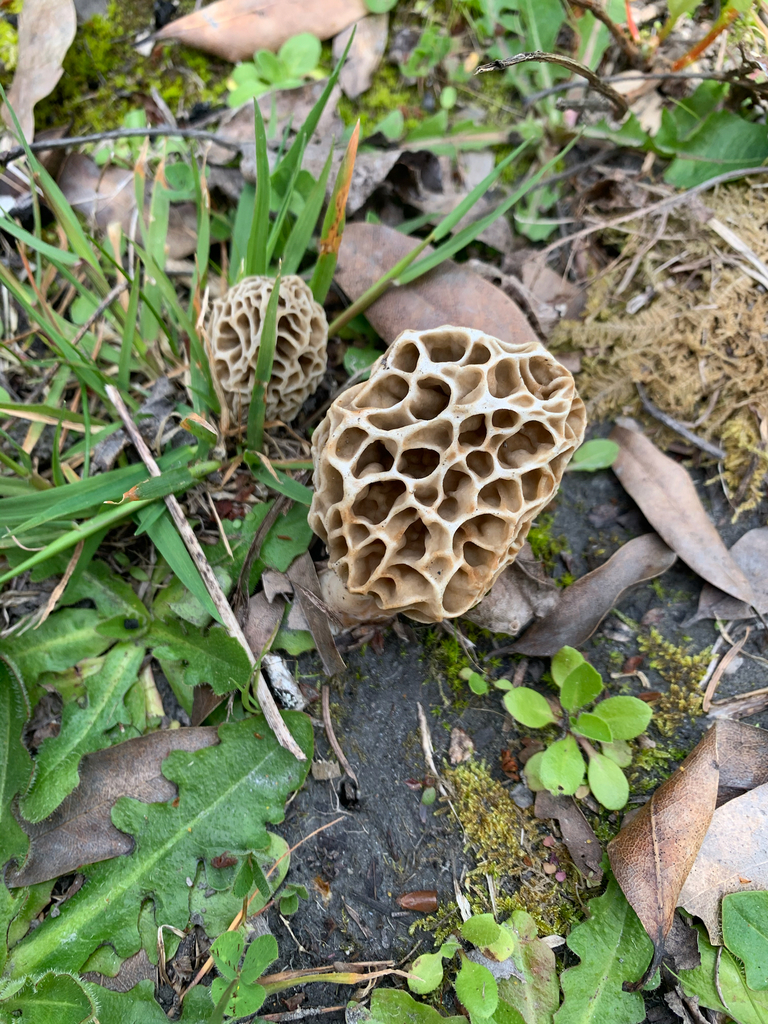 true morels from Blue Lake on April 3, 2021 at 0223 PM by dupshaw1923