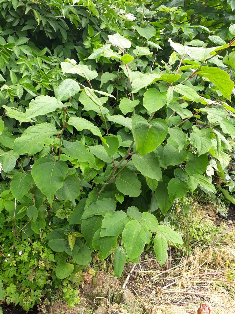 Giant Knotweed (Invasive Plants of Maryland) · iNaturalist