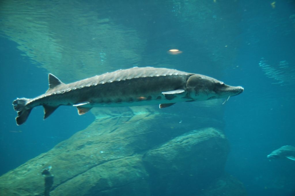 Atlantic Sturgeon fish of the Maine coast) · iNaturalist