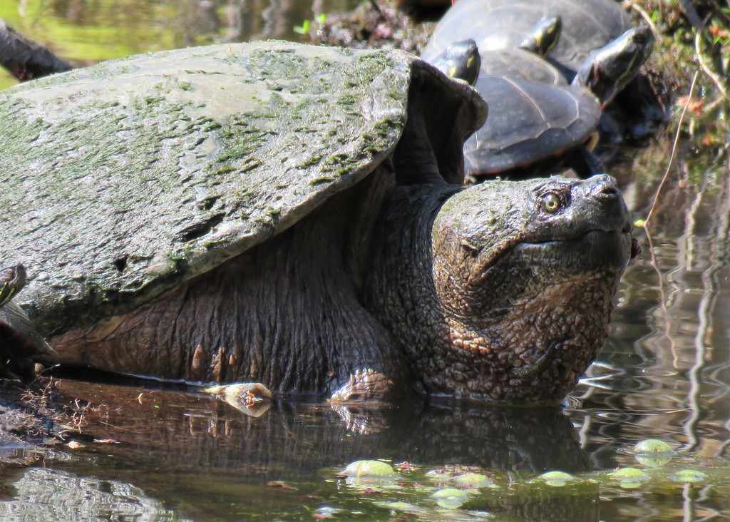 Common Snapping Turtle from Crystal Bay Lakeview Park Britannia