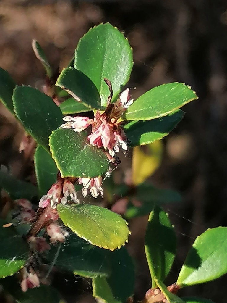 African Boxwood (NatCarbon EC Plant Guide) · iNaturalist