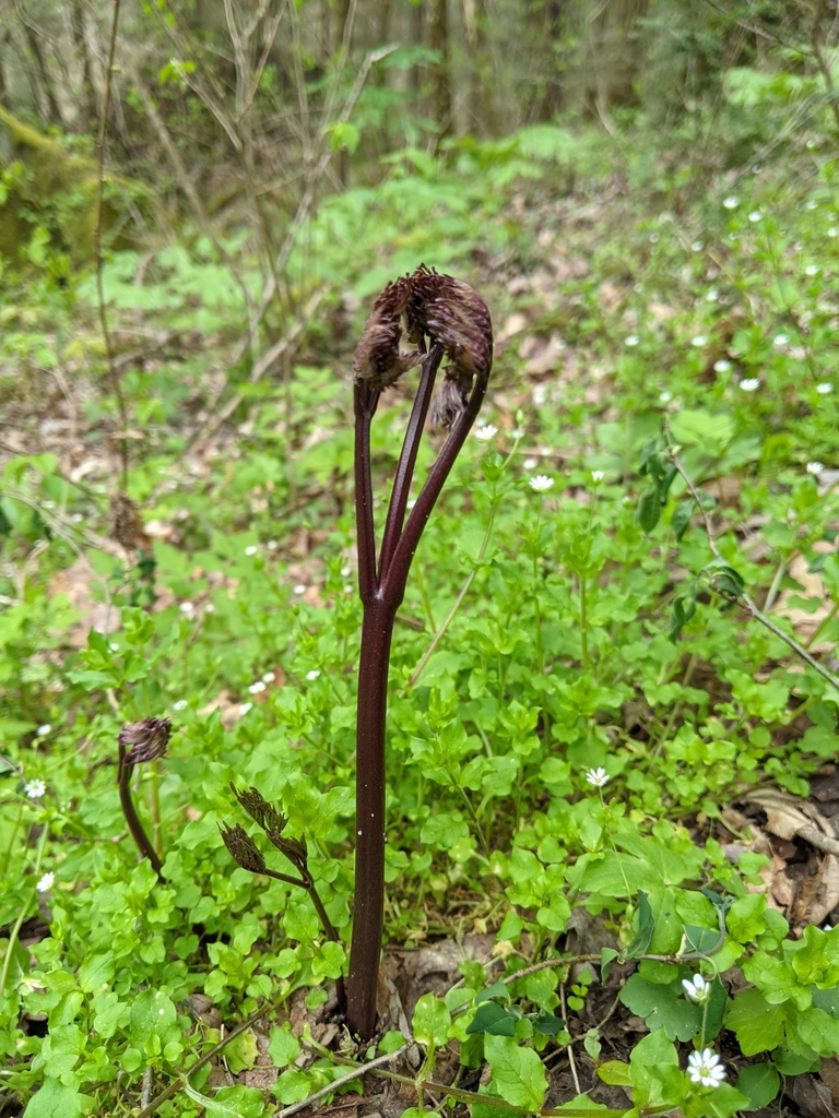 blue cohosh from Rosslyn, KY 40380, USA on April 17, 2021 at 0355 PM