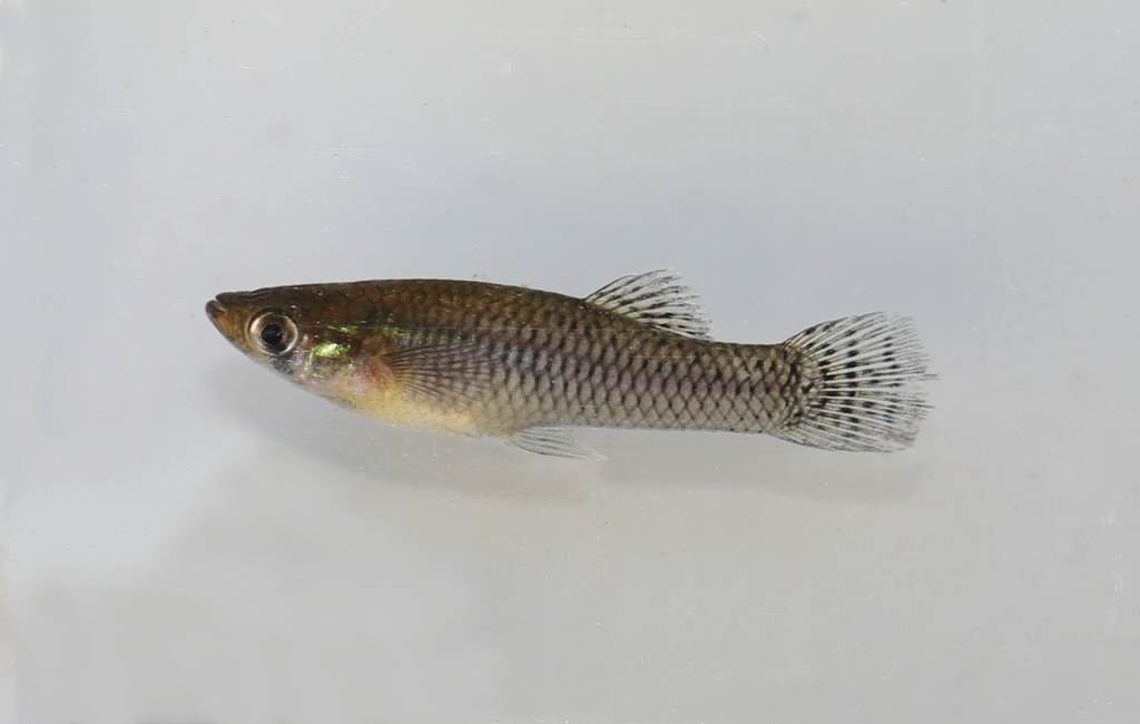 Eastern Mosquitofish (Fishes of Sydney Olympic Park) · iNaturalist
