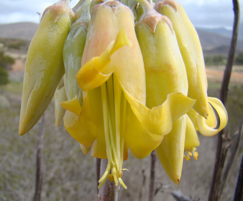 Purple Pigs Ear (Breede River Valley V 1 of 1) · iNaturalist