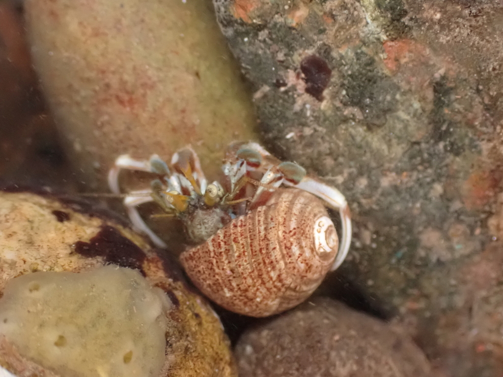 Longclaw Hermit Crab from Kings, Nova Scotia, Canada on April 26, 2021