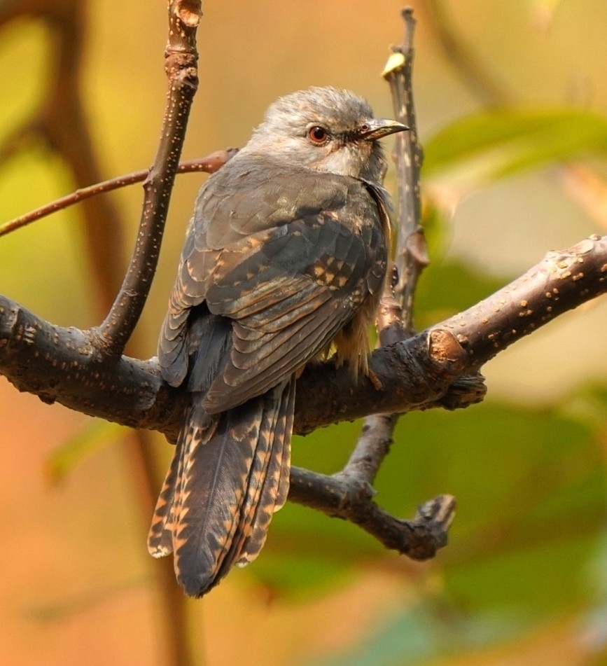 Plaintive Cuckoo (Birds of Kanger Valley National Park) · iNaturalist