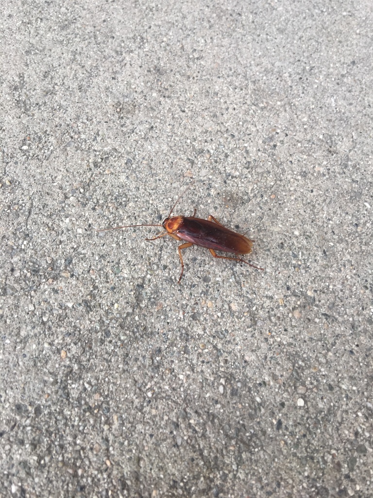 American Cockroach from Los Angeles, California, United States on December 10, 2017 at 0235 PM