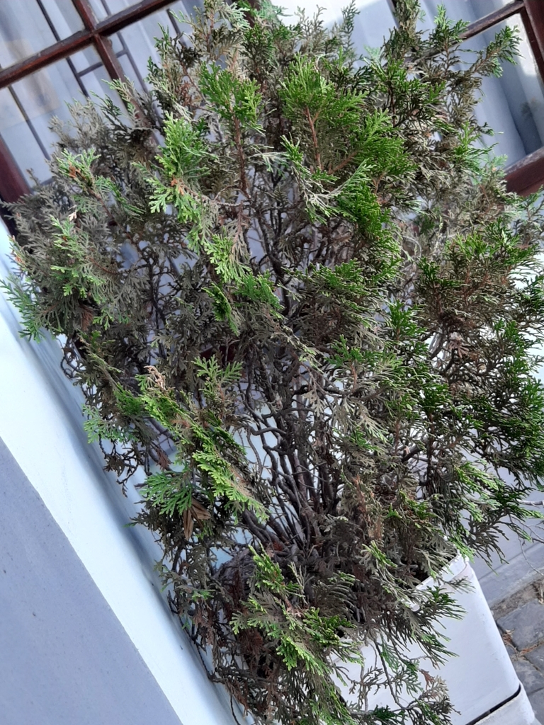 cypress family from Summer Greens, Cape Town, 7441, South Africa on