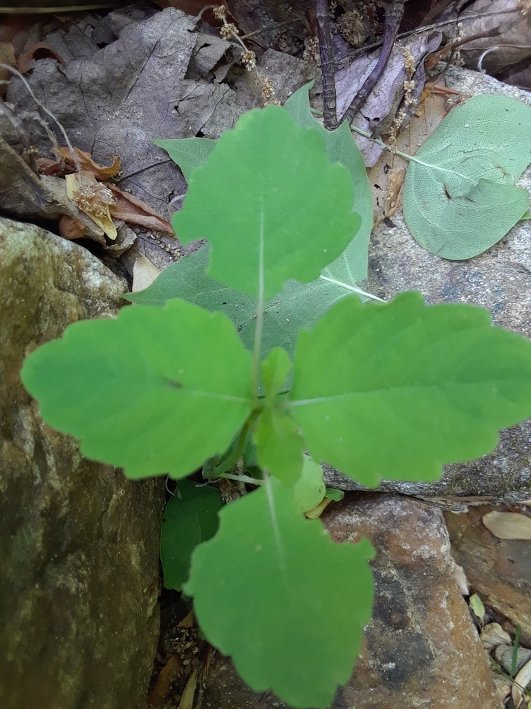common jewelweed from Bellevue Forest, Arlington, VA 22207, USA on May