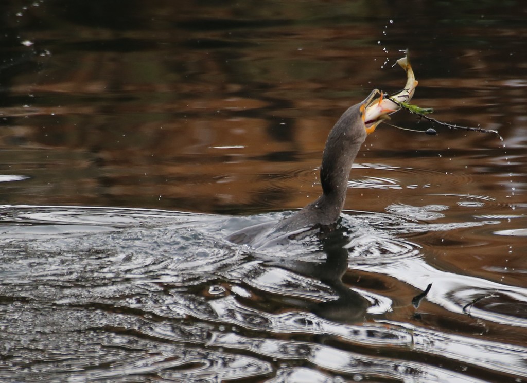 Doublecrested Cormorant from King, Washington, United States on