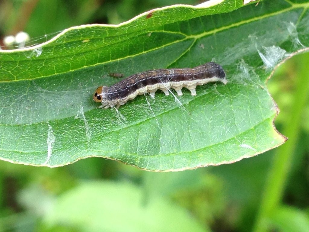 Norman's Quaker (Seney and the Surrounding Areas Pollinators) · iNaturalist