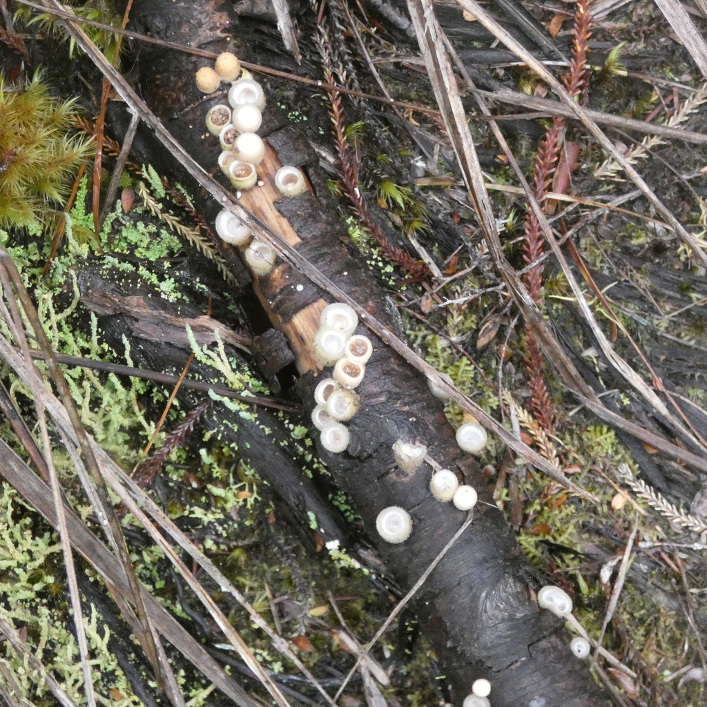 woolly bird's nest fungus from Stewart Island, Southland District