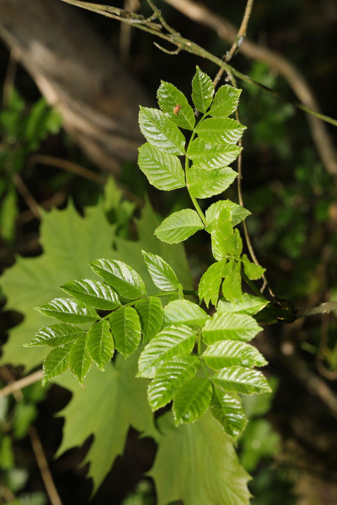 European ash from Halewood Triangle, Okell Drive, Halewood, Liverpool