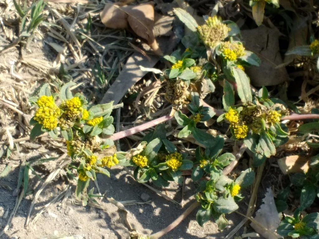 yellowtop (62-340 Facultative Species) · iNaturalist