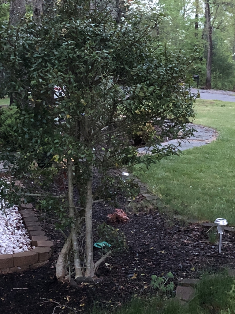 American holly from Kims Cove Road by Sky(lar) Camby. Leaves are dark