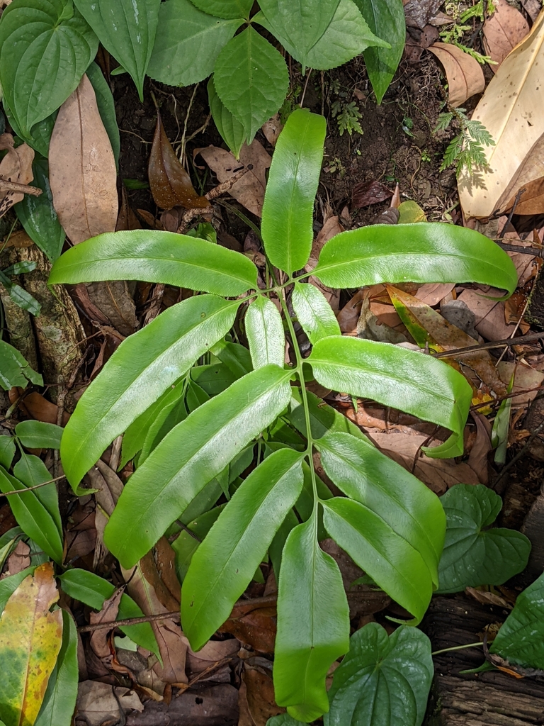 Japanese Bamboo Fern from 313台灣新竹縣尖石鄉義興村 on May 03, 2021 at 0924 AM by