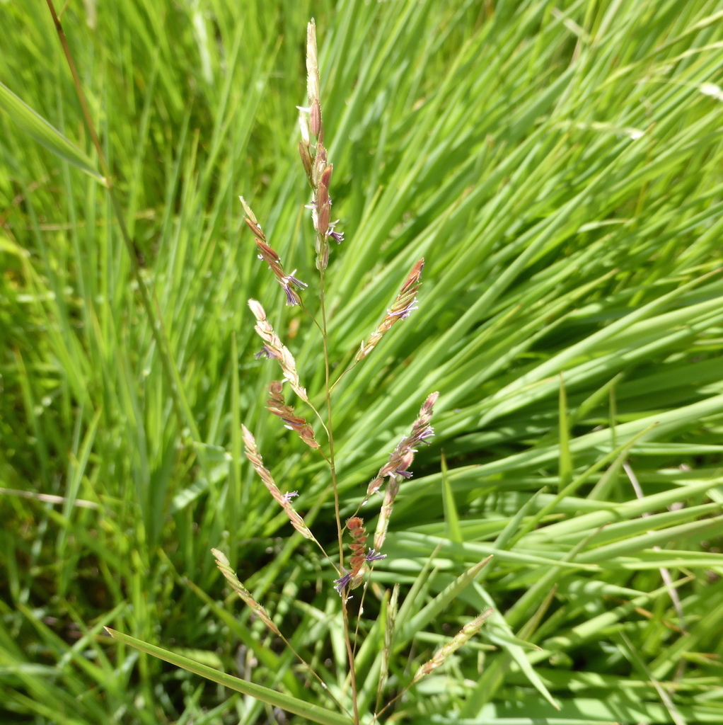 Native rice grass (Nash Prairie Plants List) · iNaturalist