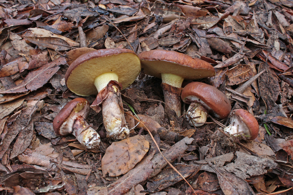 Purpleveiled Slippery Jack (A Field Guide To Edible Mushrooms In