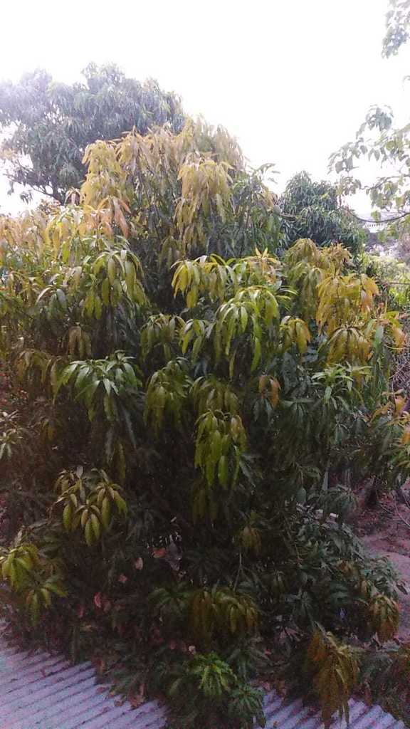 mangoes from Aldea Las Casitas, Tegucigalpa, Honduras on May 11, 2021