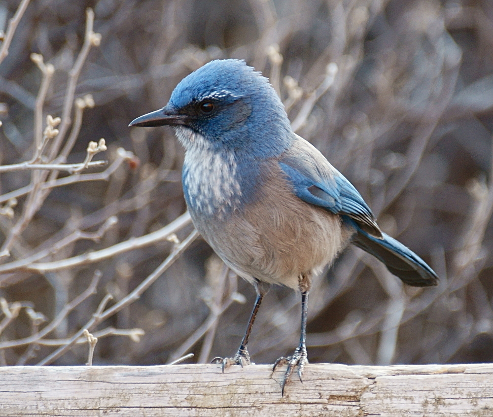 Woodhouse's ScrubJay (Animals of the hoyde ) · iNaturalist