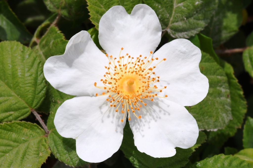 roses (Rosaceae (Rose) of the Pacific Northwest) · iNaturalist