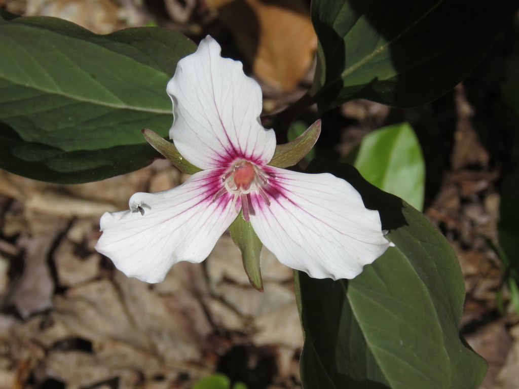 painted trillium from Preston Pond, Bolton, VT 05465, USA on May 13