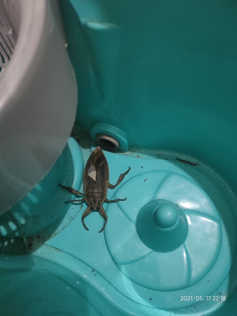 Asian Giant Water Bug from Vadakkemuri, Kerala, India on May 17, 2021