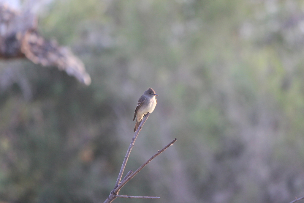 Western WoodPewee from 5401 Peck Rd, Arcadia, CA 91006, USA on May 19