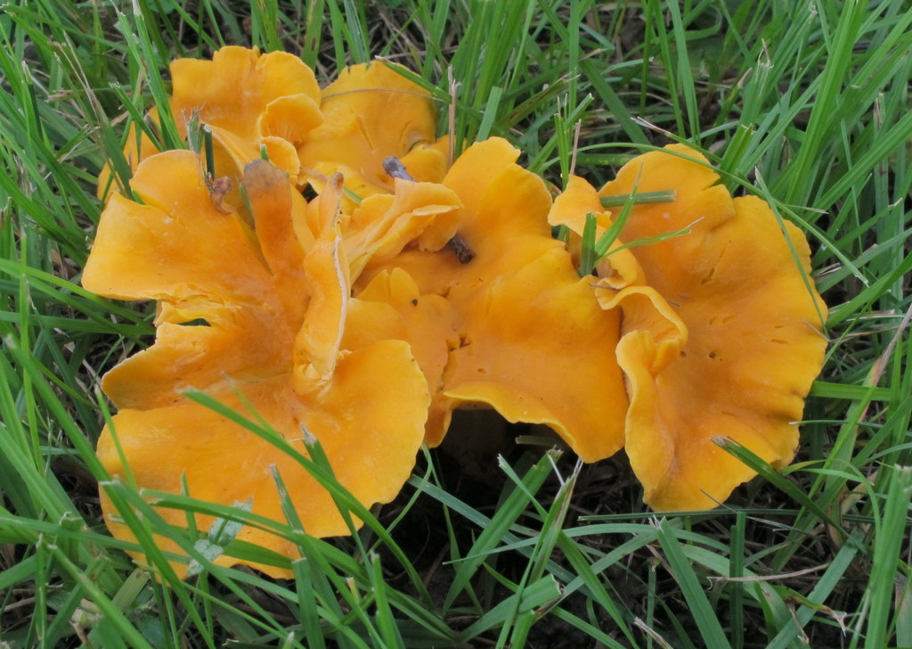 Smooth Chanterelle (Foraging Edible Plants/Mushrooms) · iNaturalist