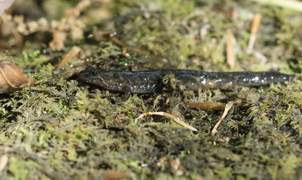 Seal Salamander from Key West, Charlottesville, VA 22911, USA on May 21