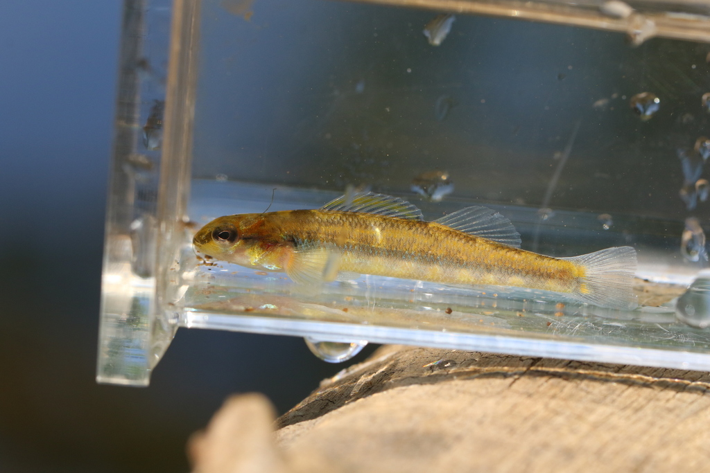 Roanoke Darter from Key West, Charlottesville, VA 22911, USA on May 21