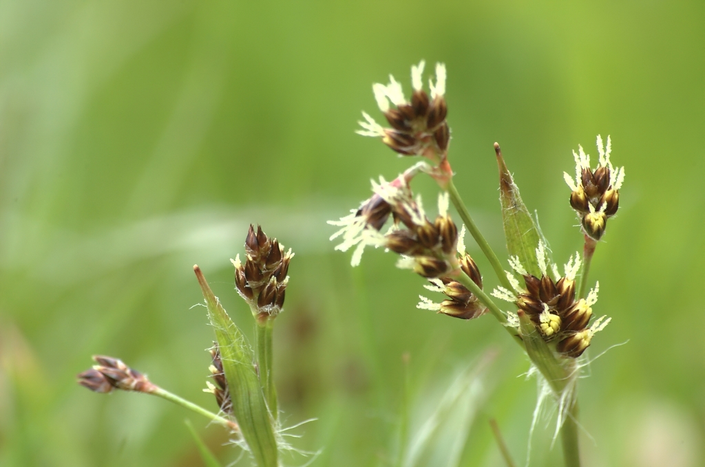 Pacific woodrush (Sedges and Rushes of Sagehen Creek Basin, CA