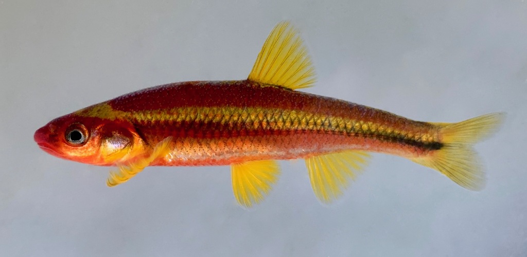 Saffron Shiner in May 2021 by Kevin Metcalf · iNaturalist
