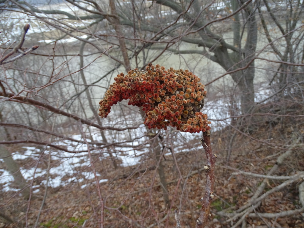 Northern Sumac (Hybrid Plants of Virginia) · BioDiversity4All