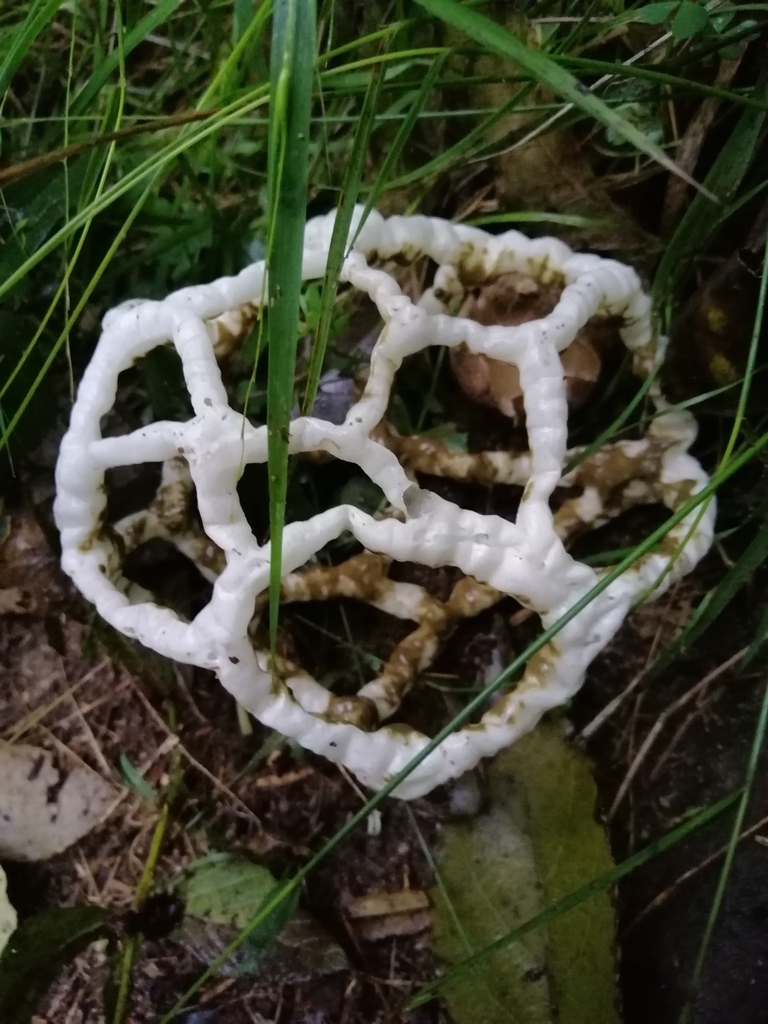 white basket fungus from Okere Falls, New Zealand on May 30, 2021 at 04