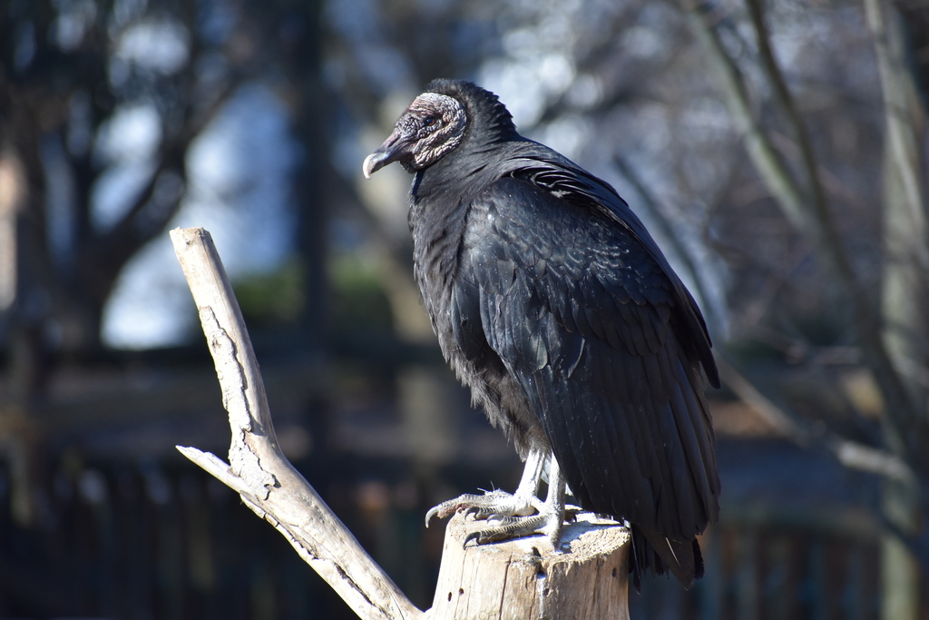 Zopilote común (Aves del Humedal La Isla) · NaturaLista Colombia