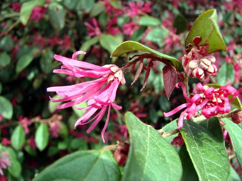 Genus Loropetalum · iNaturalist