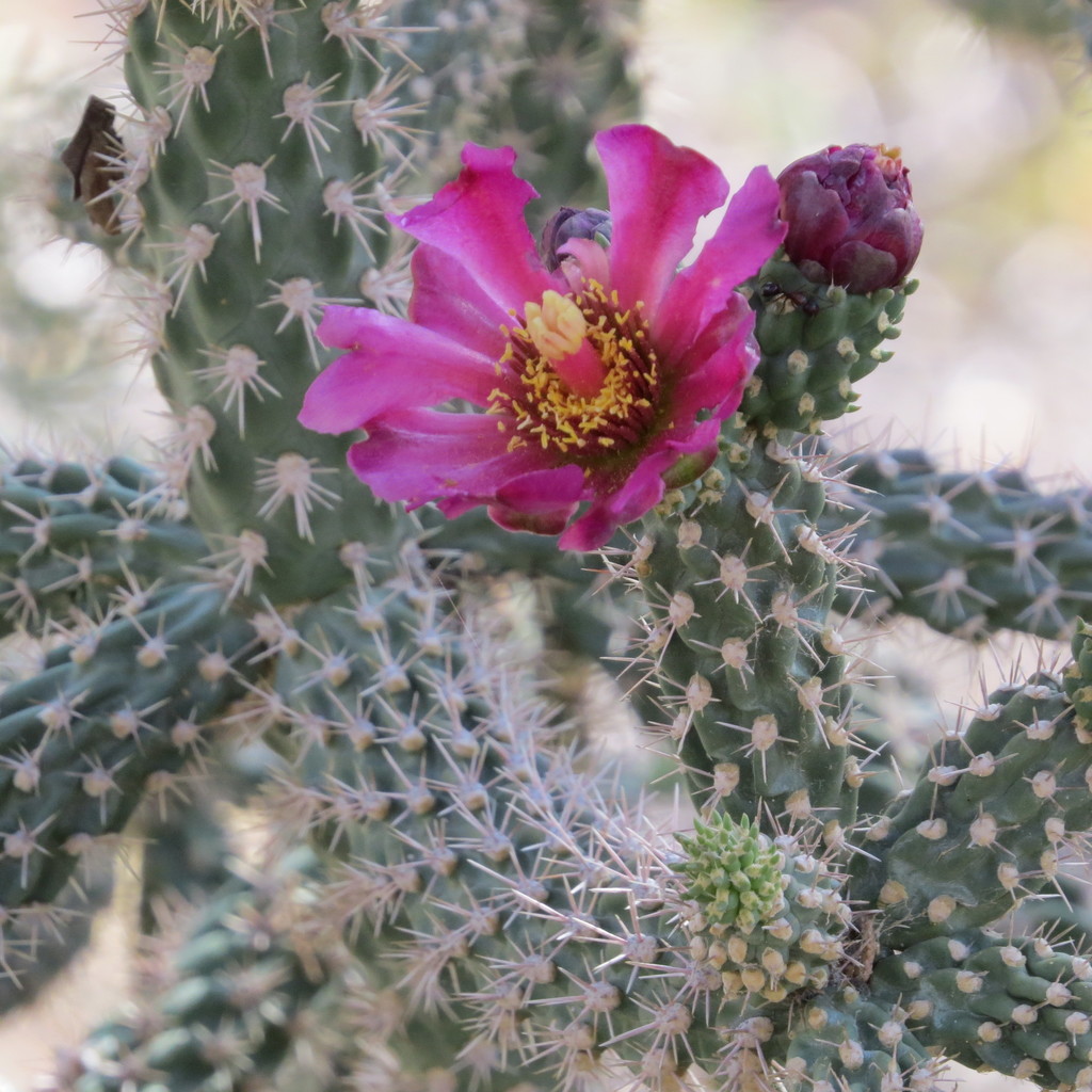 walkingstick cactus from Cochise County, AZ, USA on June 02, 2021 at 07