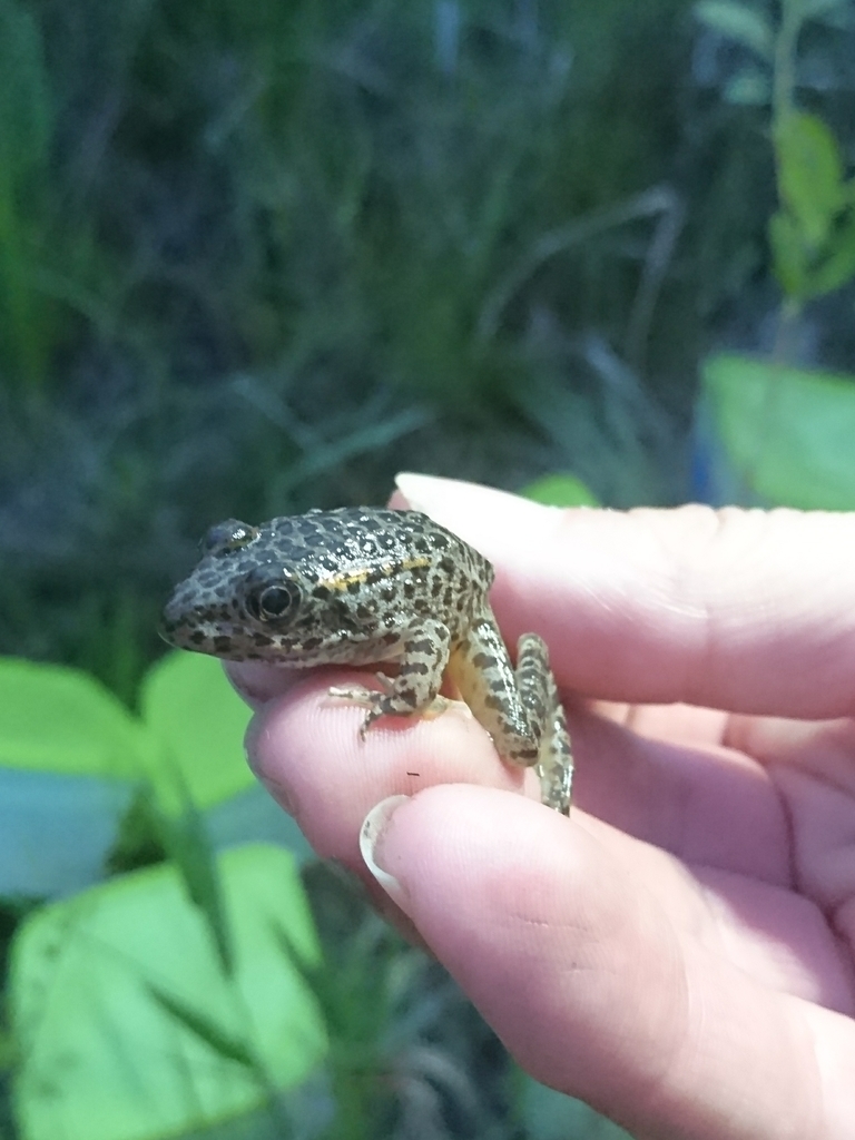 Dusky Gopher Frog in June 2021 by Abby Darrah · iNaturalist