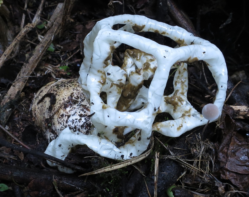 white basket fungus from Ngongotahā Valley, New Zealand on June 03