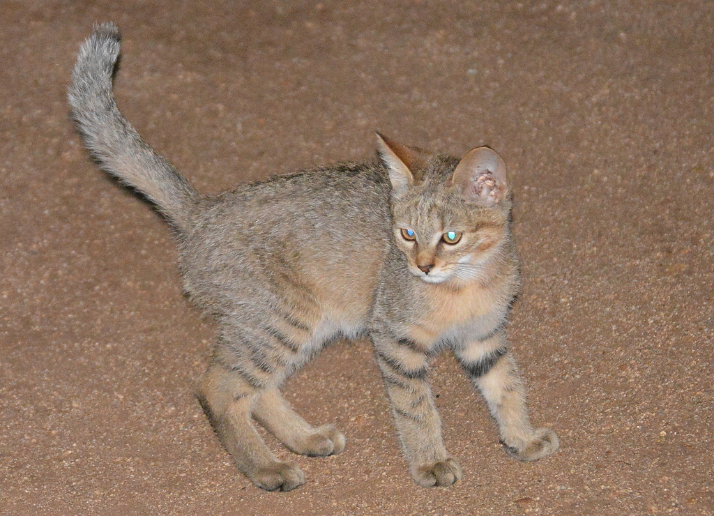 Southern African Wildcat from Satara rest camp, Kruger NP on February