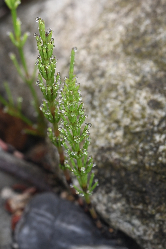 field horsetail from Kennedy Lake, AlberniClayoquot, British Columbia