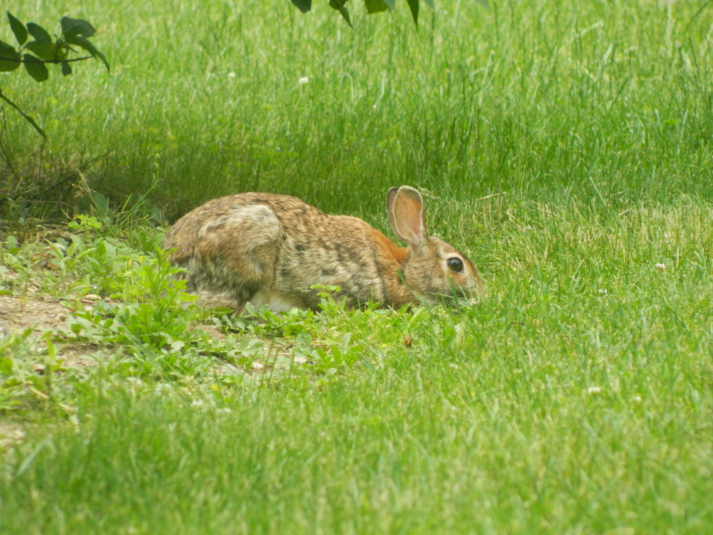 Eastern Cottontail from 815 Convent Rd, Syosset, NY 11791, USA on June