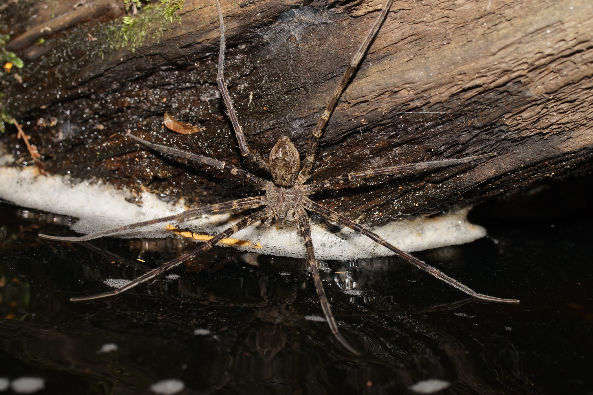 Giant Underwater Spider